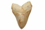 Fossil Megalodon Tooth - Killer Indonesian Meg #219305-1
